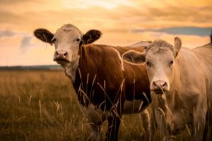牛肉の生産にかかるウォーターフットプリント