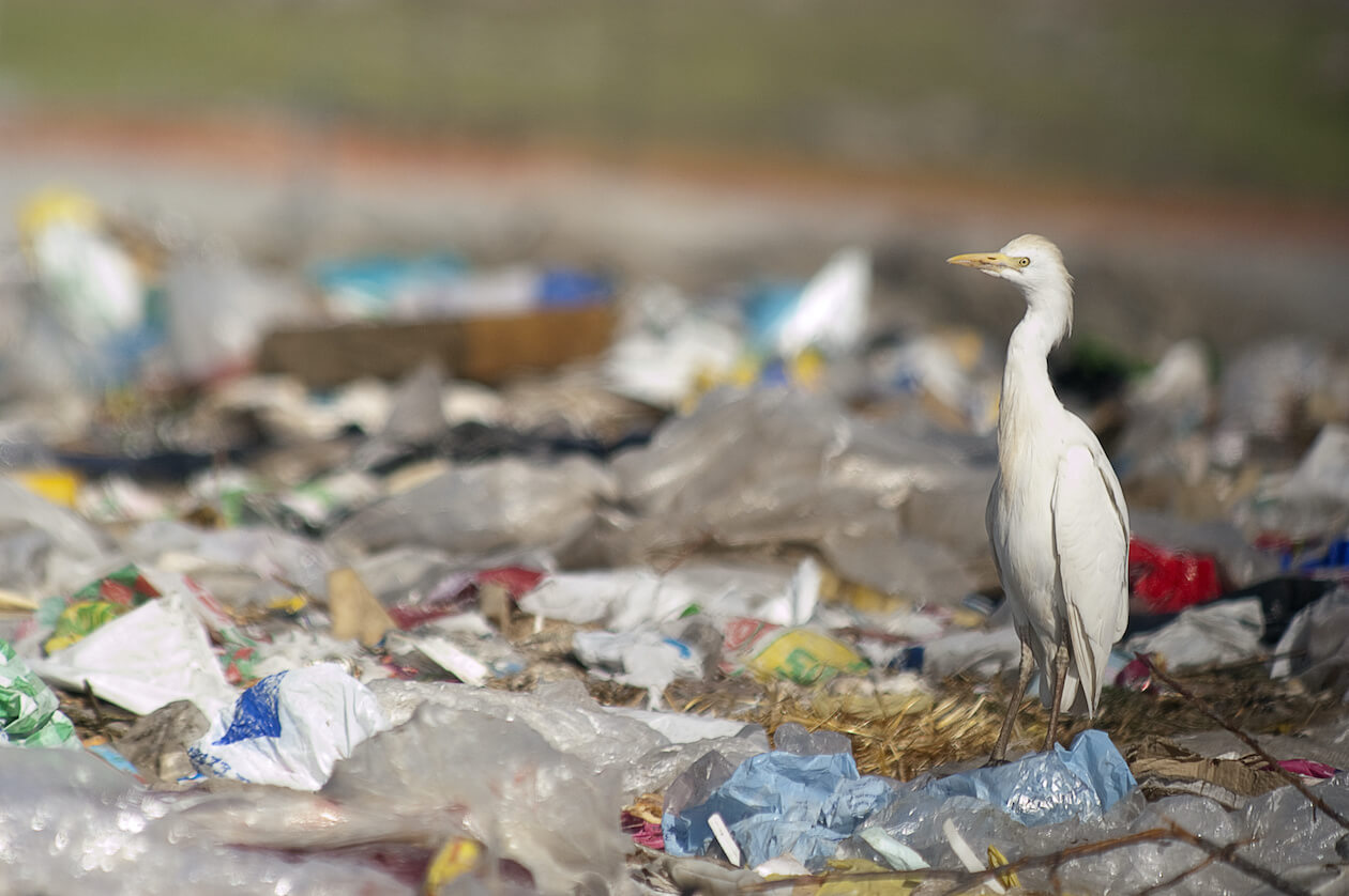 プラスチックによる環境汚染