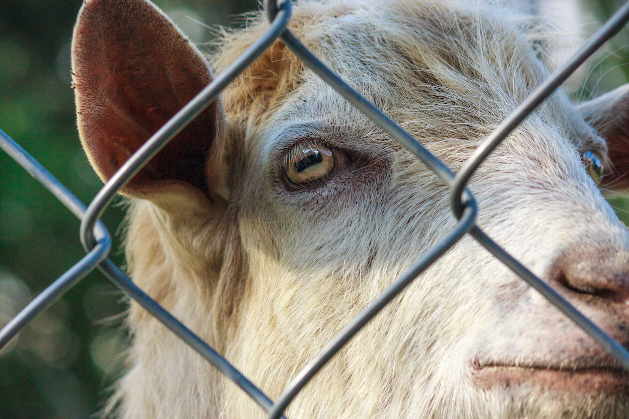 Close up of lamb in cages