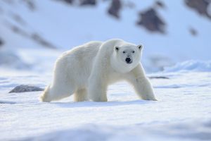 北極を歩くホッキョクグマ
