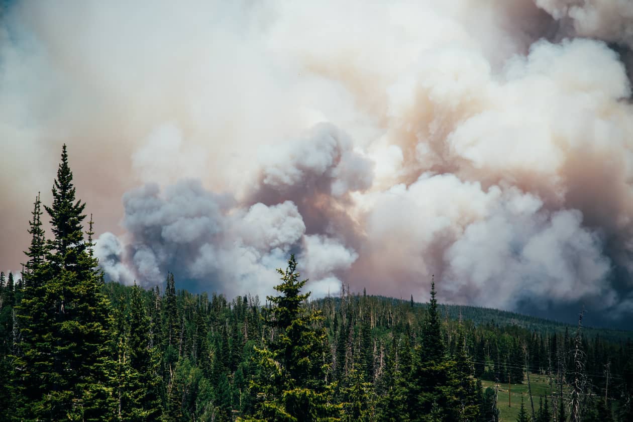森林火災により森林伐採が進む