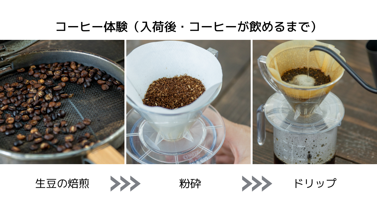 コーヒー豆収穫体験