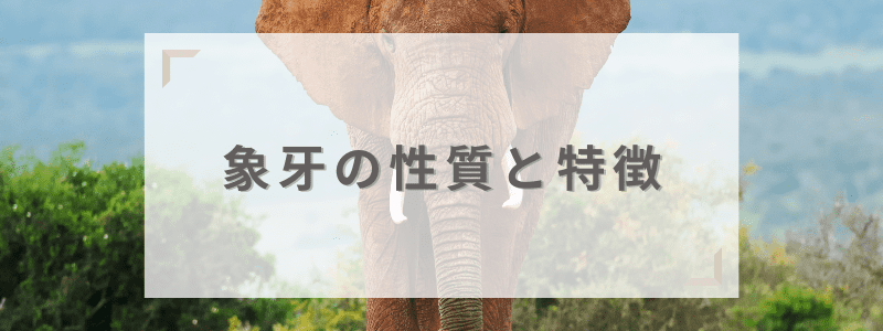 象牙の性質と特徴