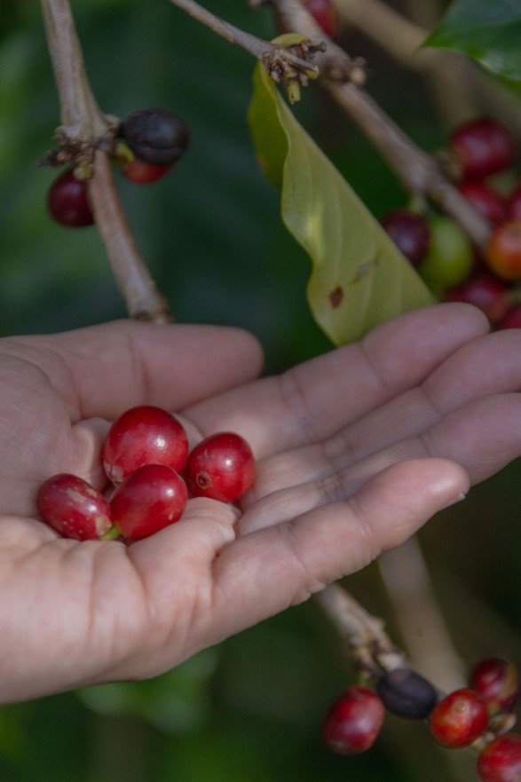 コーヒー豆の収穫体験の様子