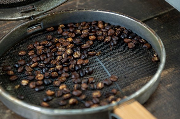コーヒー豆の収穫体験の様子