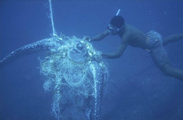 海に捨てられた漁網が絡まり、息絶えてしまったウミガメ。
