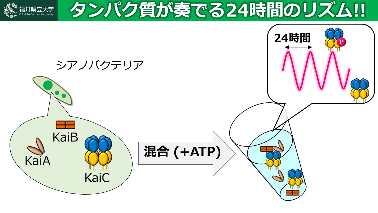 福井県立大学 取材用スライド